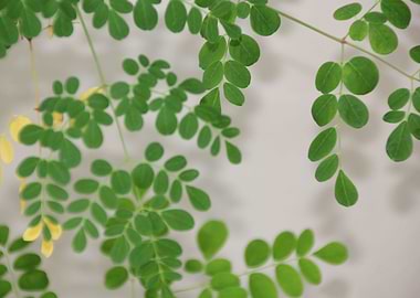 flower in the garden6