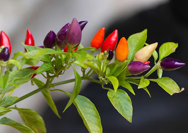chili on plant