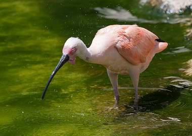 Eudocimus ruber red ibis