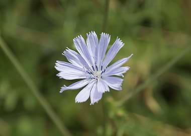 wildflower in mountain