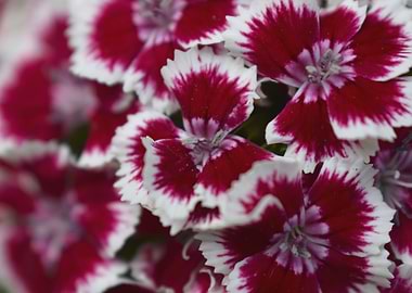 Red and White flowers