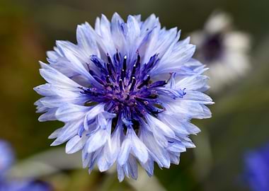 Blue flower