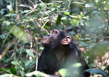 Chimp in the wild