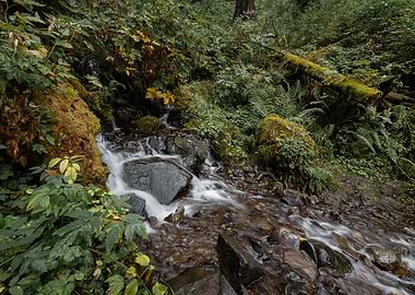 Tranquil nature zen vibe
