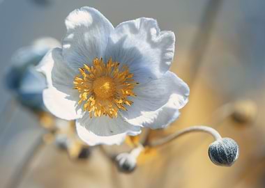 Anemone,white macro flower