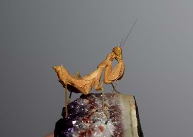 The mantis on the amethyst