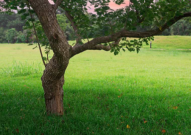 Tree on green grass