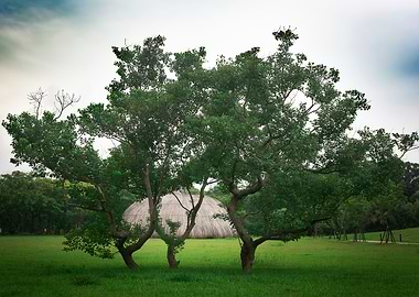Tree on green grass