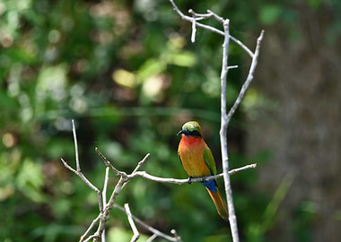 Bee eater