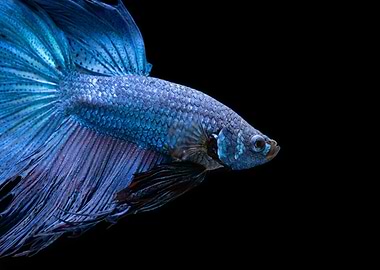 betta fish swimining