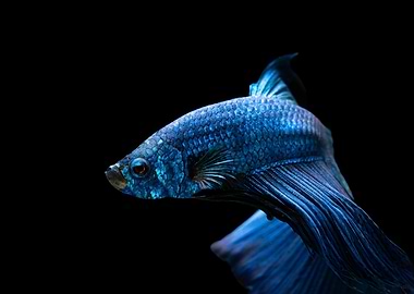 betta fish swimining