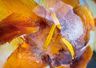 Crocosmia in ice ball 4