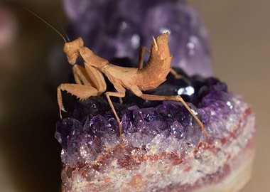 Ameles female on amethyst