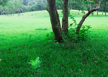 Tree on green grass