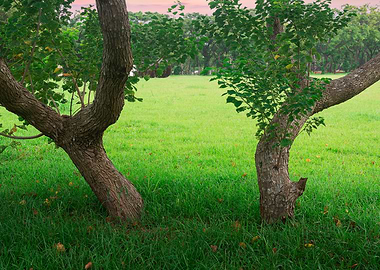 Tree on green grass