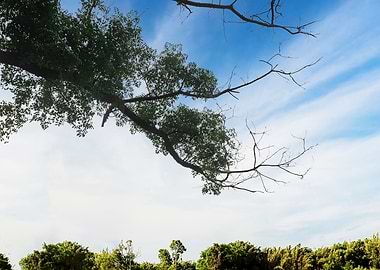 Overhanging Branches