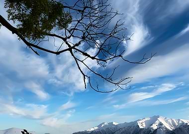 Overhanging Branches