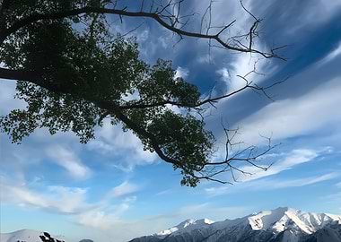 Overhanging Branches