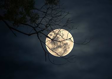 Overhanging Branches