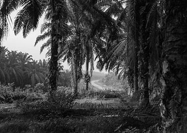 Palm Oil Plantation