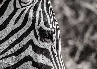 Zebra close up