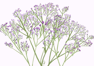 Lavender Baby Breath