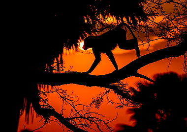 baboon at sunrise