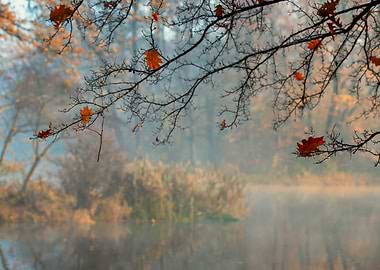 Autumn foggy lake in park