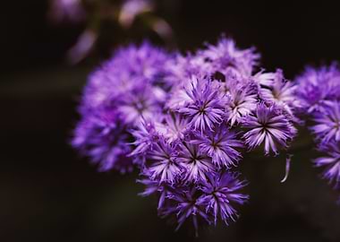 Purple Flowers