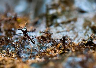 Fire ants