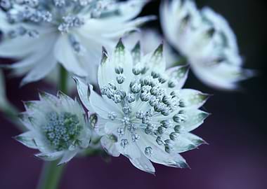 White flower, garden,macro