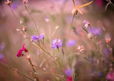 Summer meadow,pink flowers