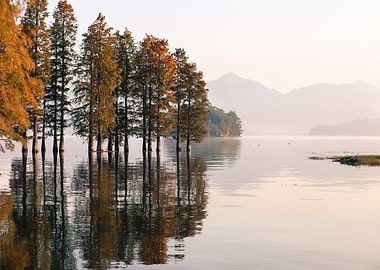 Lake Surrounded by Trees