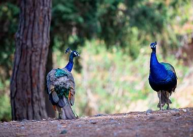 Colorful peacocks, Greece