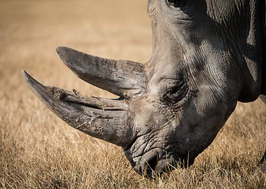 Rhino Portrait