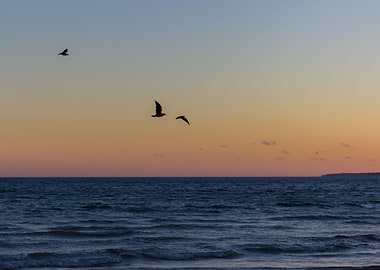Birds at Sunset