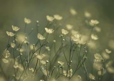 Yellow flower, wild meadow