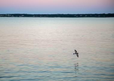 Oystercatcher at Dawn No 2