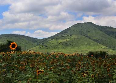 Sunflower field