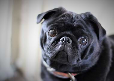 Small Black Pug