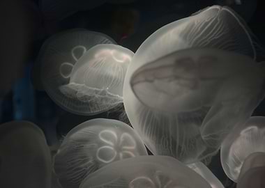 Strange World of Jellyfish