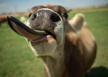 Toungues Out Moo Moo