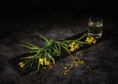 Rapeseed pod oil flower