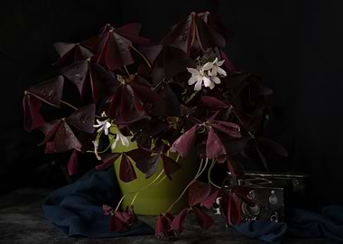 Lucky clover old camera