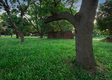 Tree on green grass
