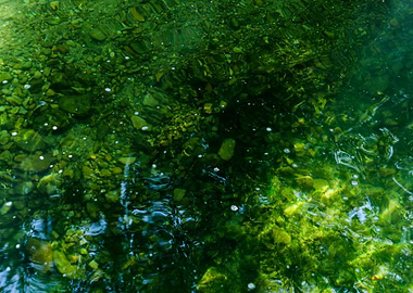 At the bottom of the water