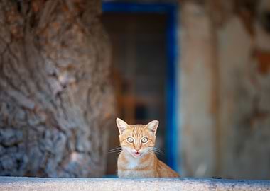 Cat, pet, green eyes