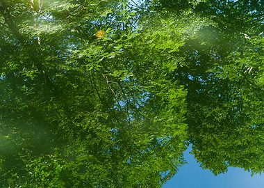 Trees reflected in water