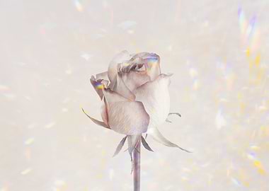 White Rose