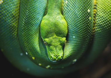 Green Python